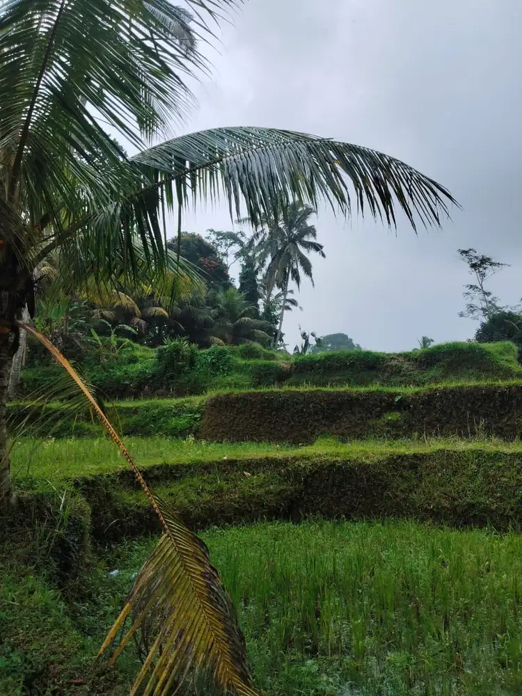Tanah 5200m² View Jungle dan Sawah Eksotis di Kendran Ubud