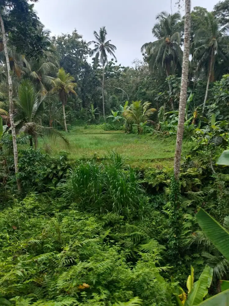 Tanah 5200m² View Jungle dan Sawah Eksotis di Kendran Ubud - Thumbnail 2