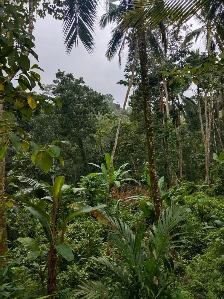 Tanah 5200m² View Jungle dan Sawah Eksotis di Kendran Ubud - Thumbnail 5