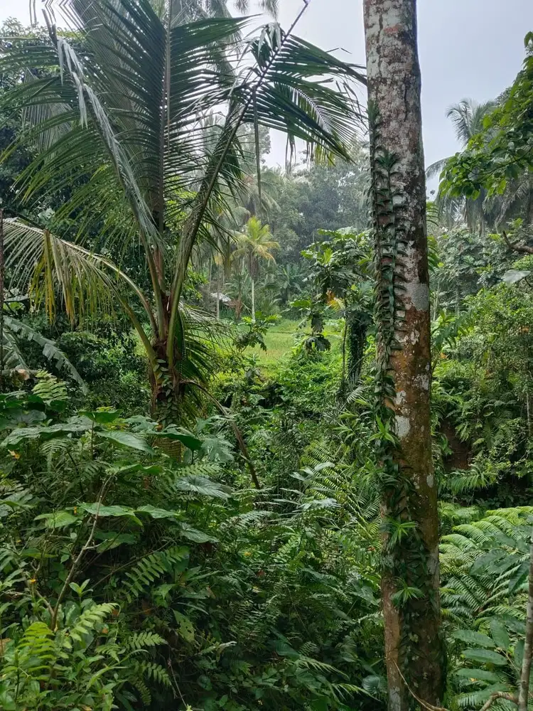 Tanah 5200m² View Jungle dan Sawah Eksotis di Kendran Ubud - Thumbnail 10