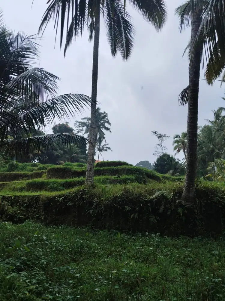 Tanah 5200m² View Jungle dan Sawah Eksotis di Kendran Ubud - Thumbnail 8