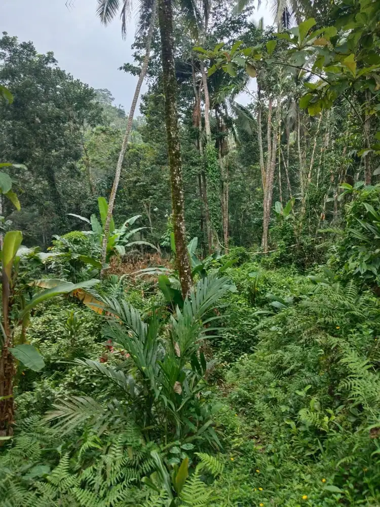 Tanah 5200m² View Jungle dan Sawah Eksotis di Kendran Ubud - Thumbnail 6