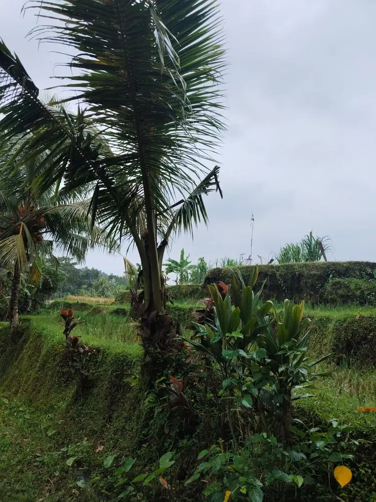 Tanah 5200m² View Jungle dan Sawah Eksotis di Kendran Ubud - Thumbnail 9