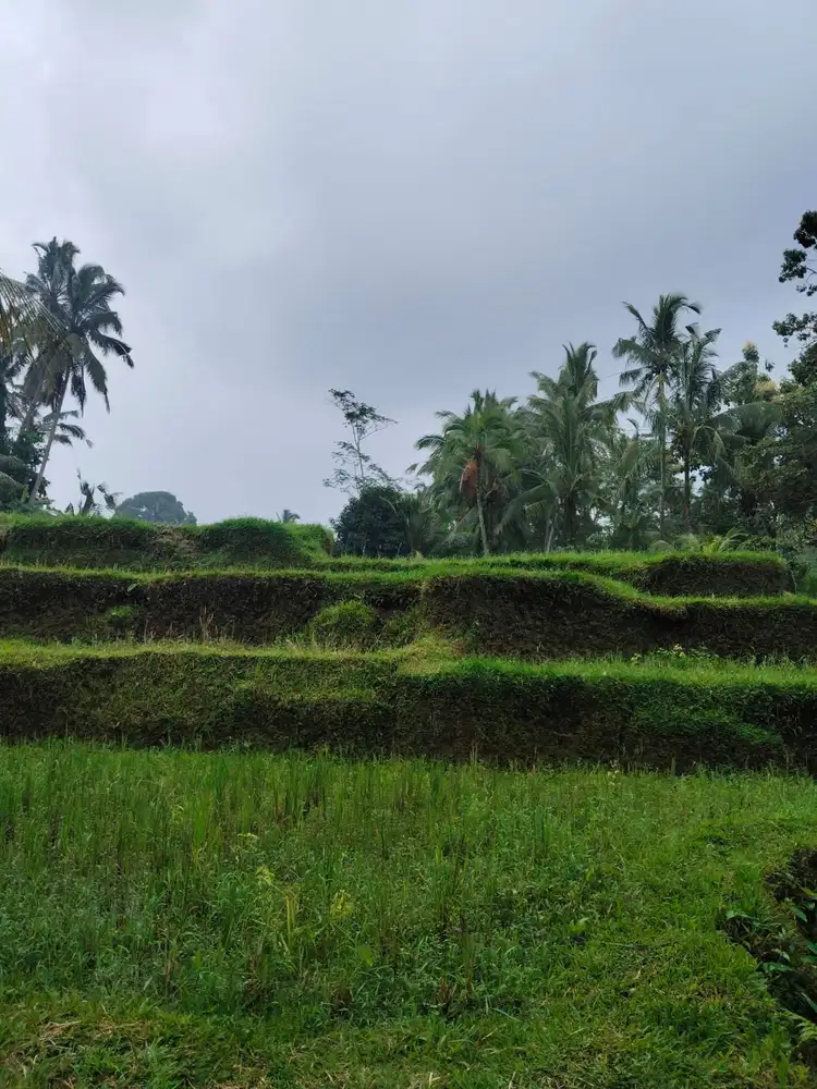 Tanah 5200m² View Jungle dan Sawah Eksotis di Kendran Ubud - Thumbnail 7