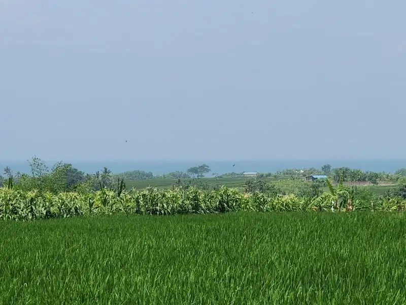 Tanah View Laut dan Sawah di Kelating Tabanan, Cocok untuk Villa