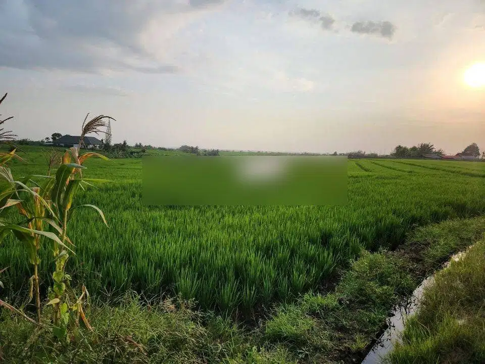 tanah view terasering sawah di jalan pantai pasut tababan