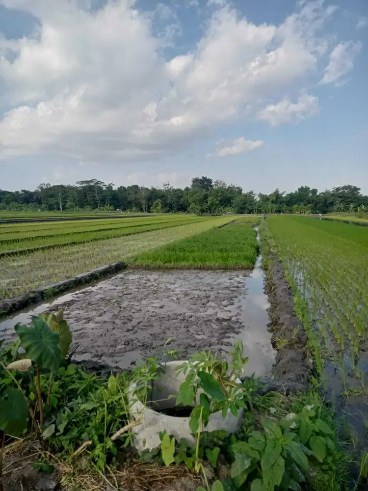 JUAL SAWAH MURAH COCOK BUAT USAHA