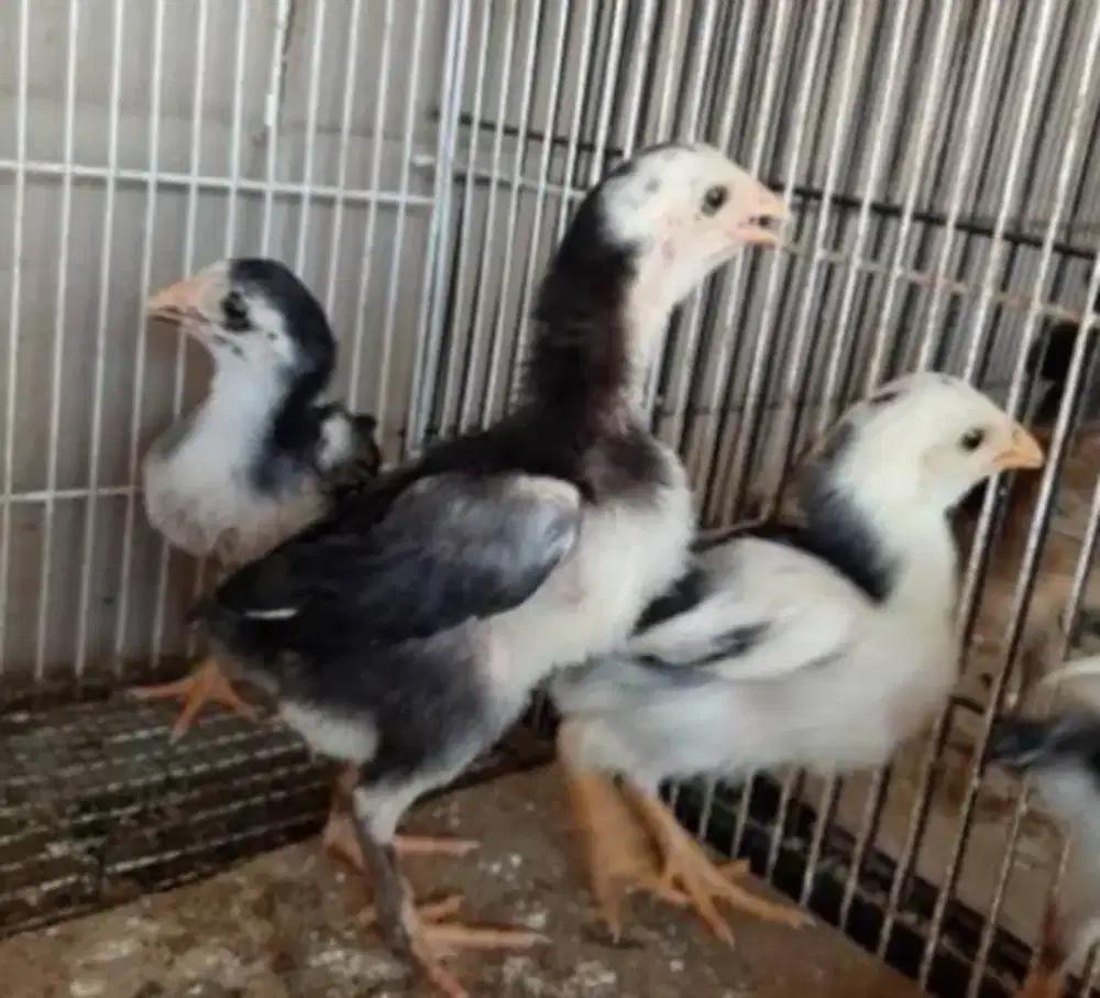 anak ayam siam jual murah2