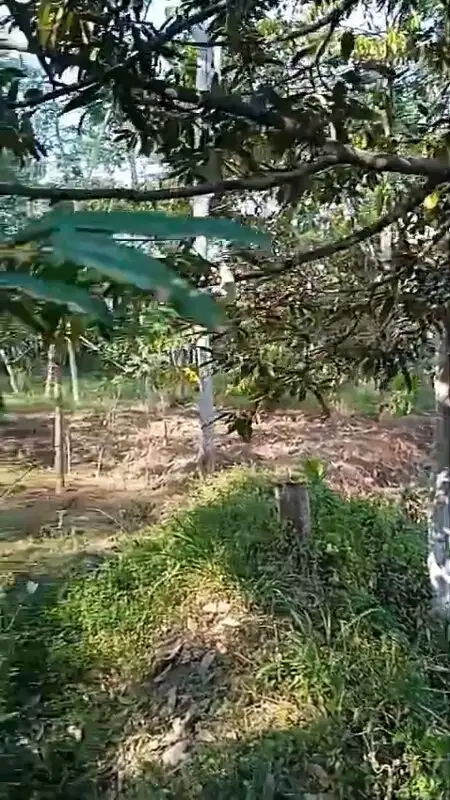 Kebun Durian dan Pepaya Tajinan Malang