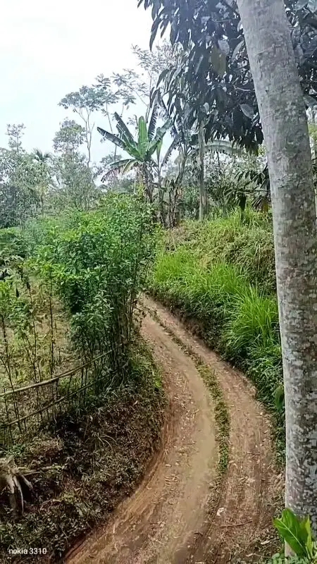 Kebun Durian Sengon dan Pepaya Tajinan Malang