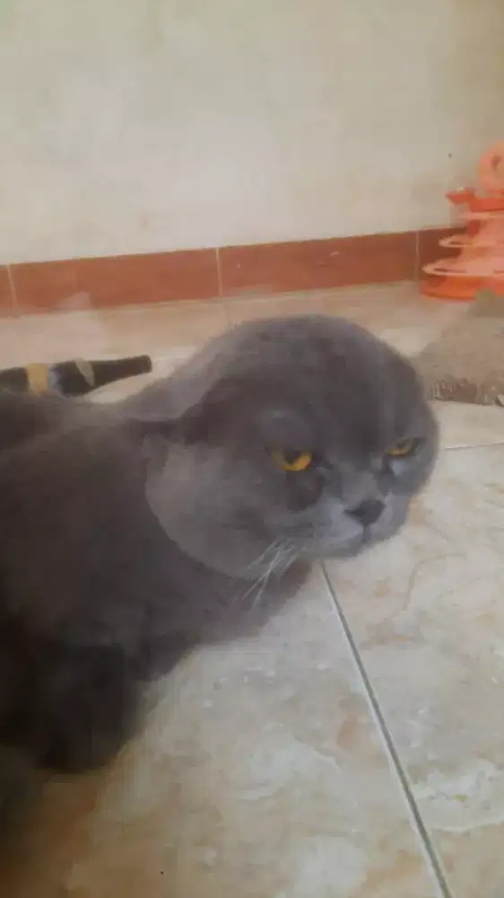 Groming Termurah  Jabodetabek