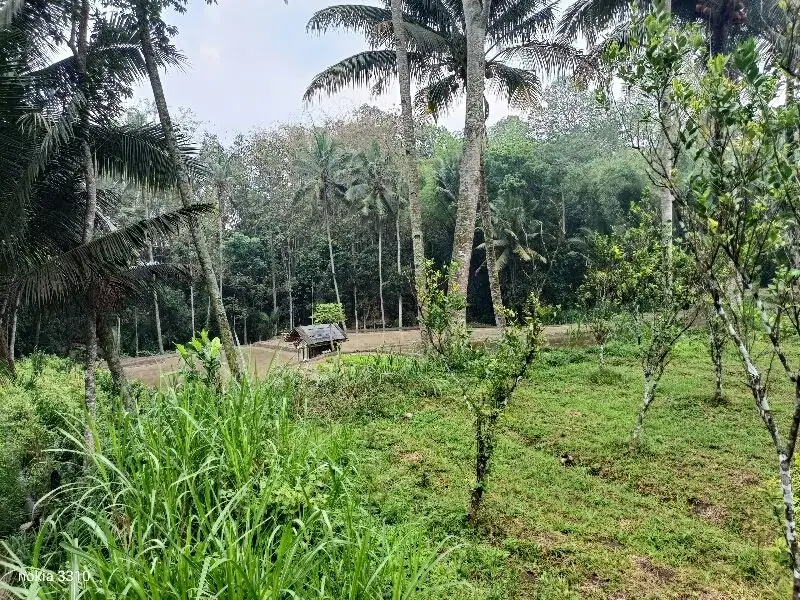 Tanah Sawah Poncokusumo Dekat Tajinan Malang