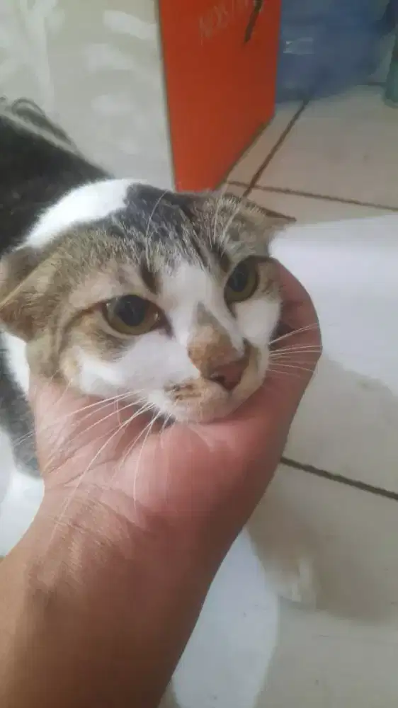 Groming Panggilan Termurah