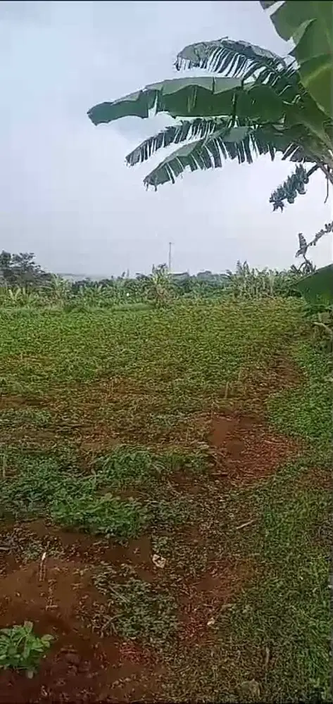 di jual tanah kebun subur dekat Lido cigombong