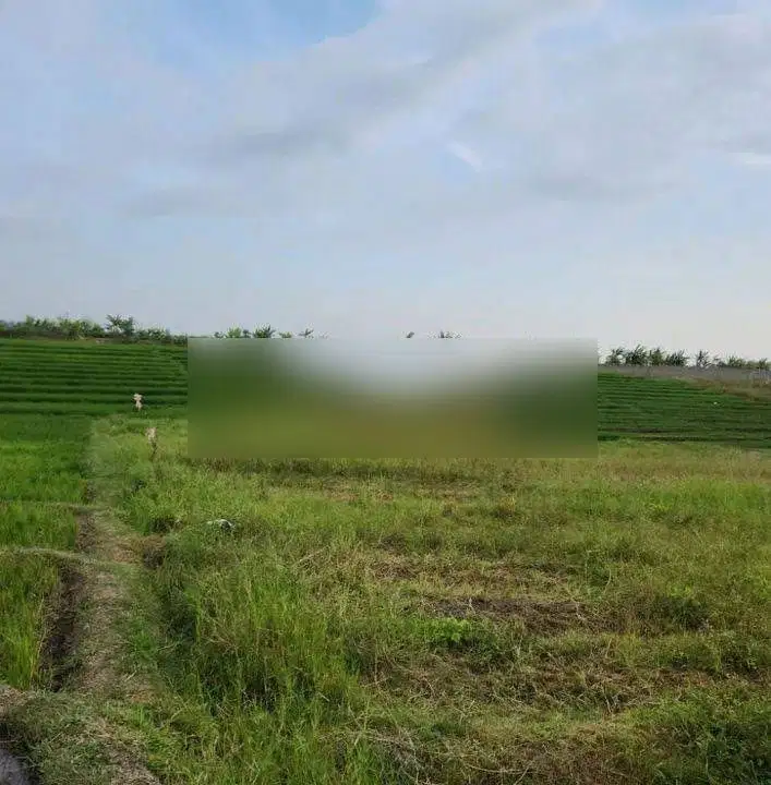Tanah view sawah dan laut di jalan pantai pasut, akses jalan 4 meter