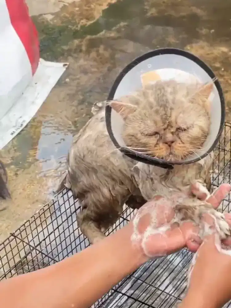 Groming Panggilan Termurah