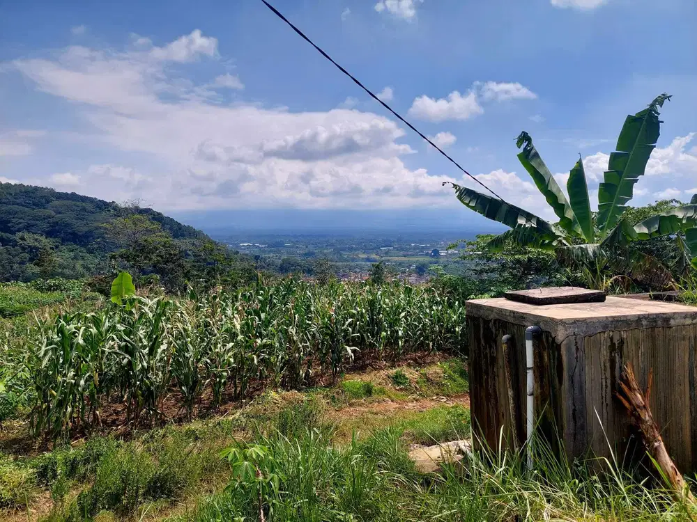 Jual Murah tanah kebon Purwodadi