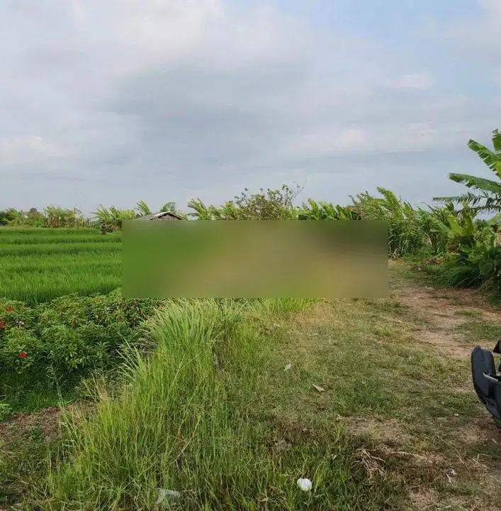 Tanah view terasering sawah, kawasan villa di jalan pantai pasut