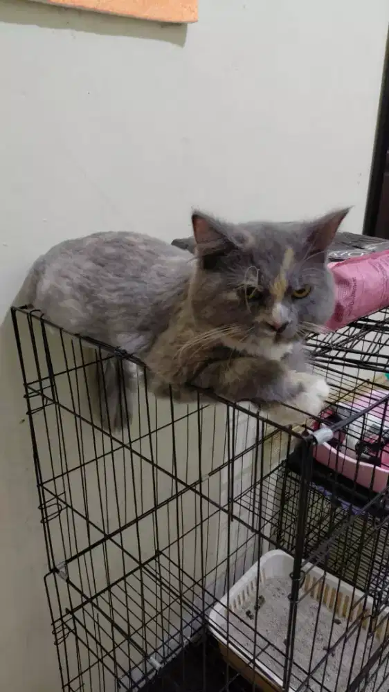 Groming Panggilan Termurah