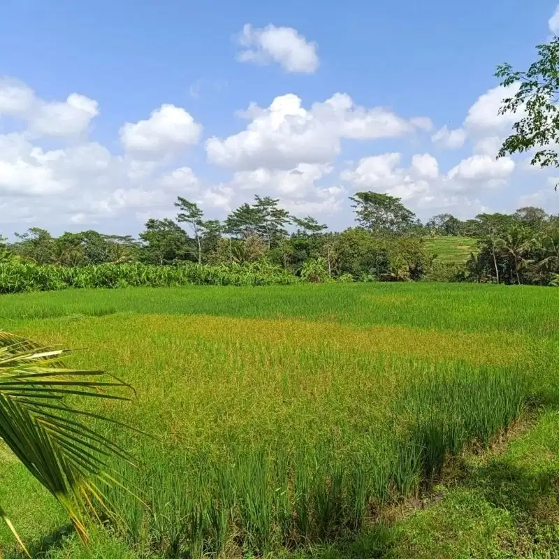 Tanah kontur datar view hamparan sawah di Mengwi