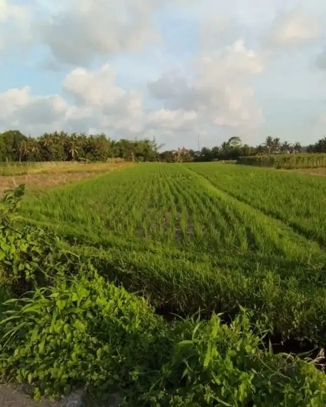 Tanah view hamparan sawah di jalan pantai kedungu
