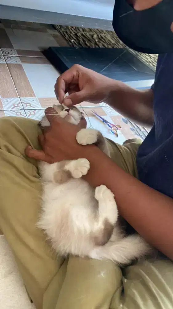 GROMING PANGGILAN MURAH