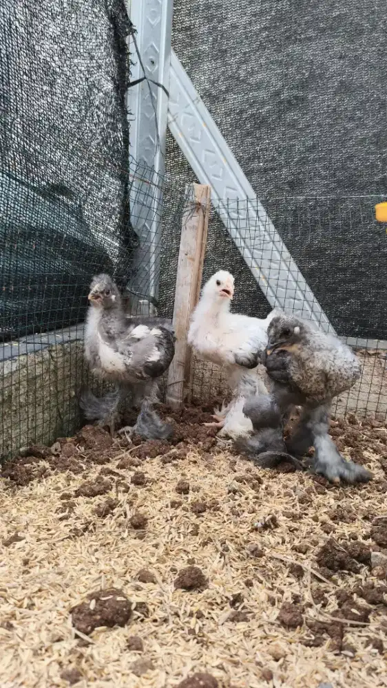 Ayam Brahma DoC 2-6 Minggu