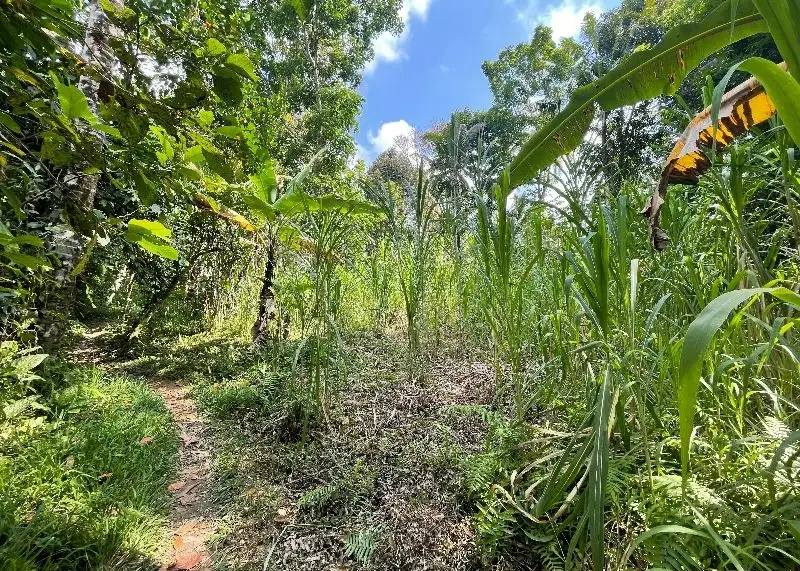 Tanah View Jungle di Ubud Bali, Cocok untuk Villa & Investasi