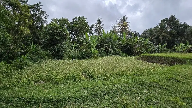 Tanah full view terasering sawah di Ubud, akses jalan 6 meter