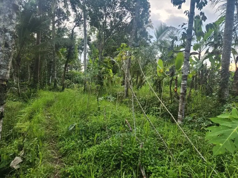 Tanah full view jungle dan los sungai di Ubud, kontur terasering