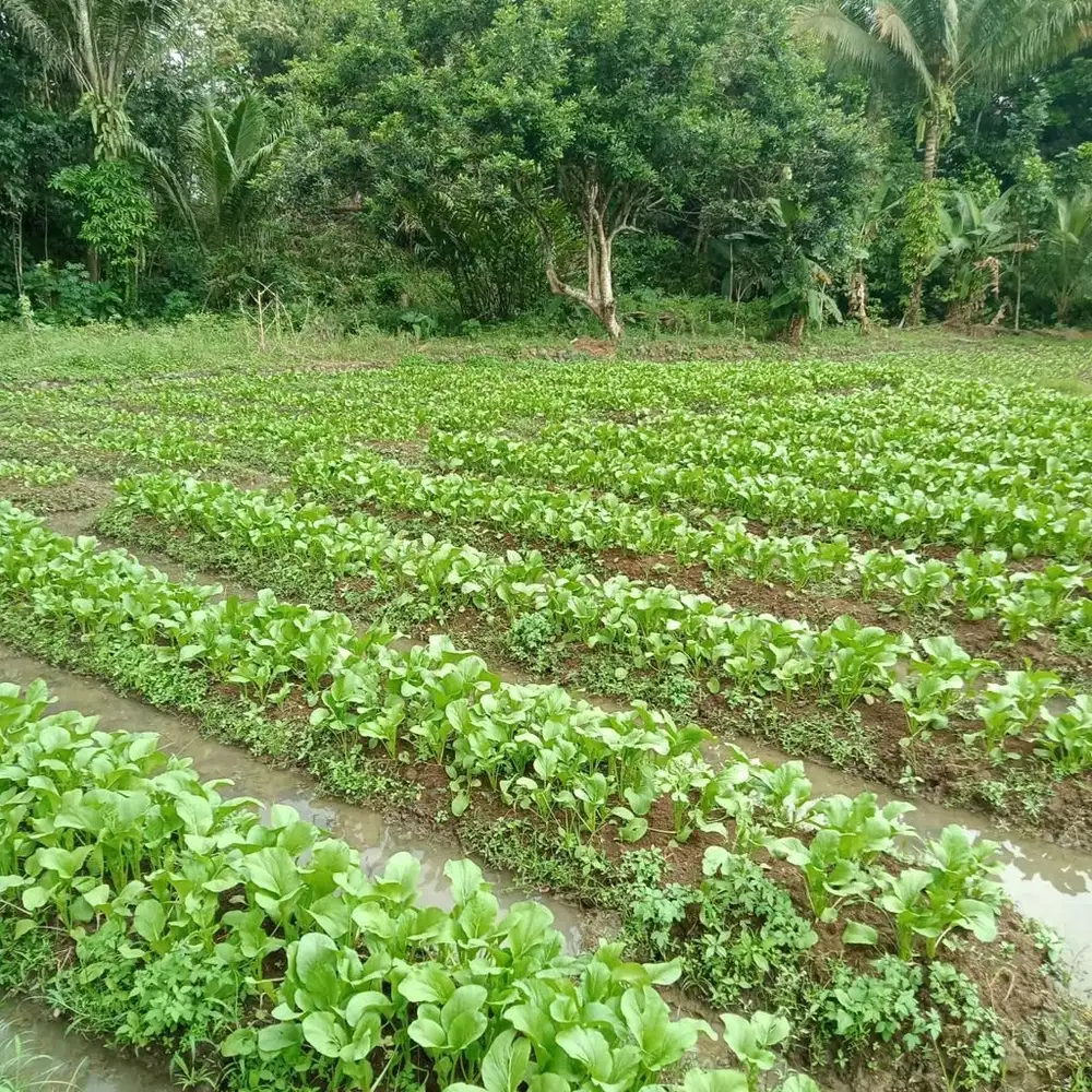 Jual Tanah 1 Hektar di Sukaratu Majasari Pandeglang Banten