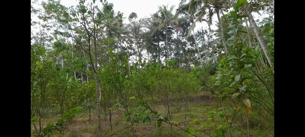 Kebun Jeruk Dekat Pasar Tajinan Malang