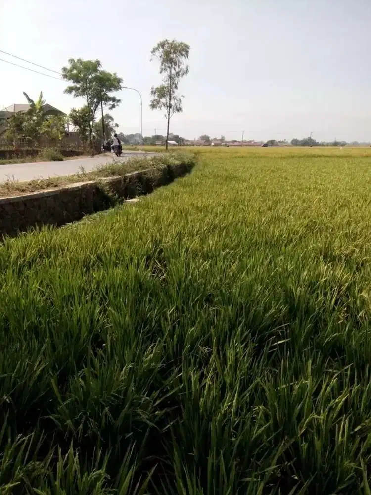 Tanah Sawah Di Jalan Sumber Sari Ciparay Kabupaten Bandung Aman Banjir