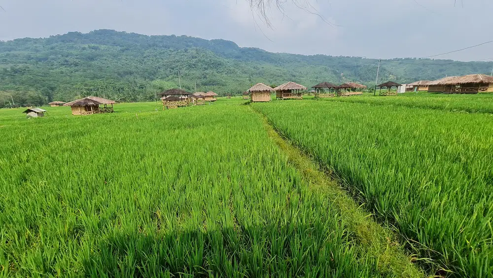 KAVLING SAWAH JONGGOL