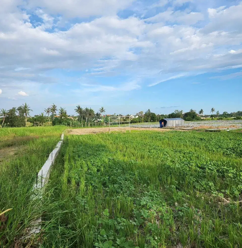 Tanah 1200m2 Dekat Pantai Munggu Canggu