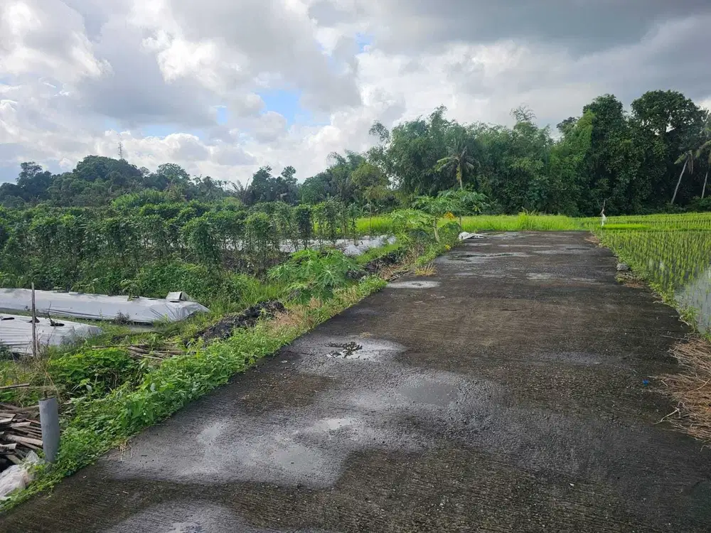 Tanah 5 Are di Pantai Kedungu Belalang Tabanan Dekat Beach Love