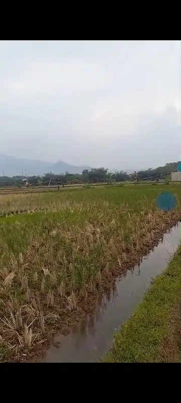 Sawah Produktif di Babakan DKA Cicalengka