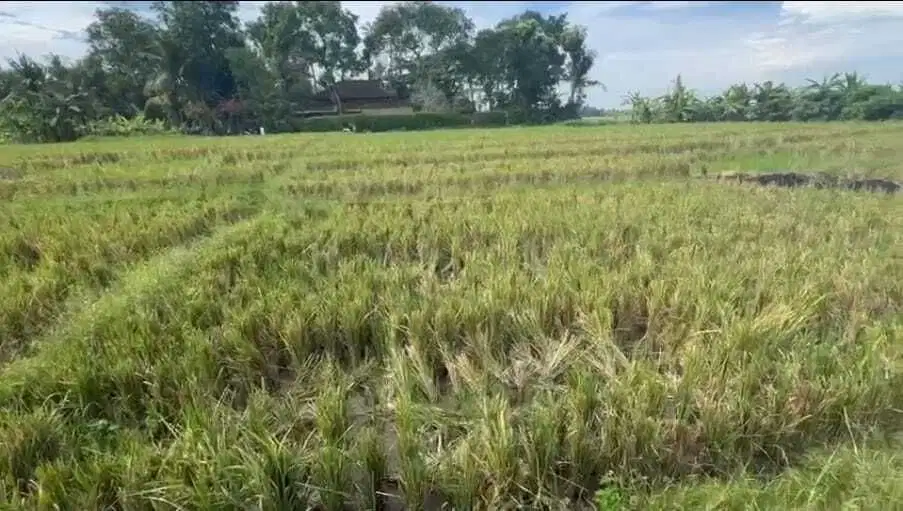 Tanah Full View Sawah dan Laut 2750m2 Pantai Pasut Tabanan