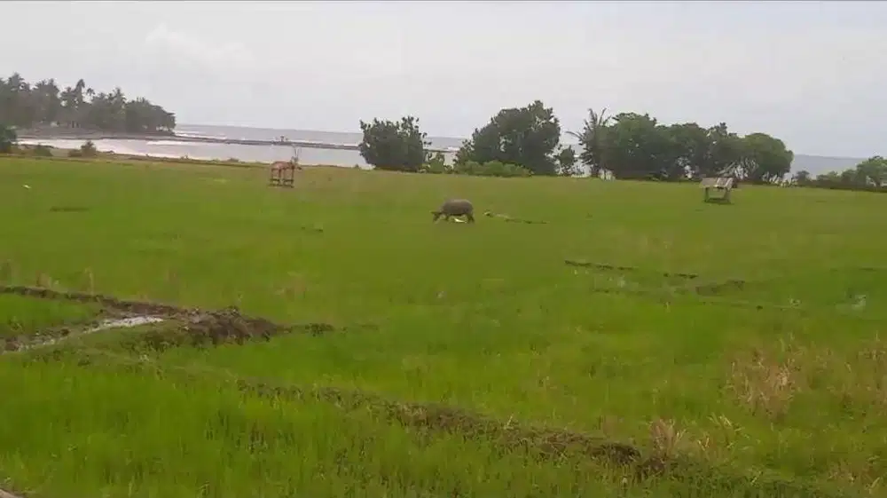 Tanah los pantai medewi surfing, full view sunset kontur tanah datar