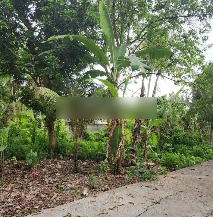 Tanah di jalan pantai kedungu kontur tanah datar lebar depan 24 meter