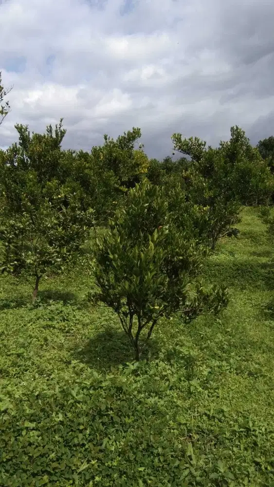 Kebun Jeruk Binangun Bumiaji Kota Batu