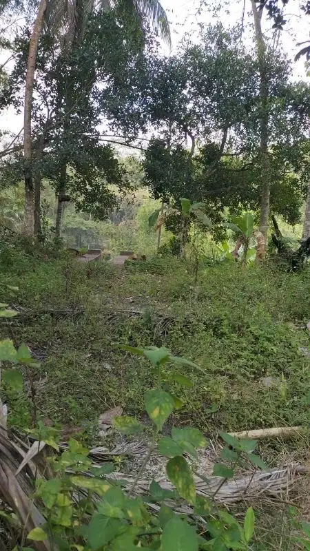 Tanah Murah Los Tebing Sungai di Ubud untuk Restoran atau Investasi