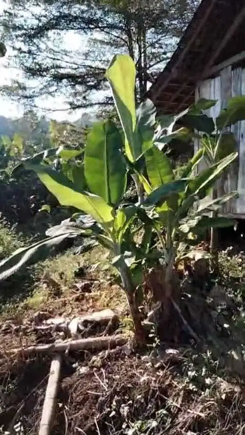 Tempat Wisata luas 2 HA harga 120 ribu permeter di Wonokerto, Jombang