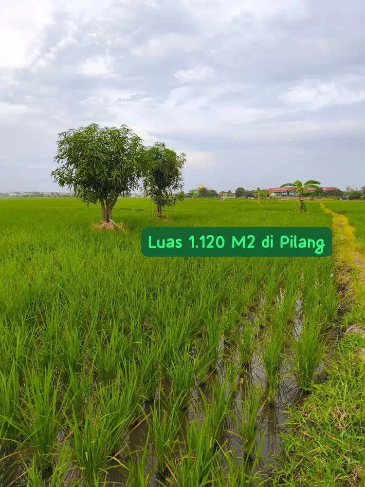 Sawah Produktif di Pilang Cirebon