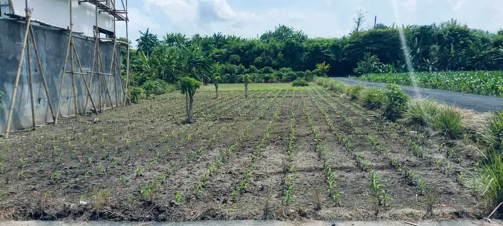 Tanah 2 Are di Padang Galak Kesiman Dekat Sanur Pantai Matahari Terbit