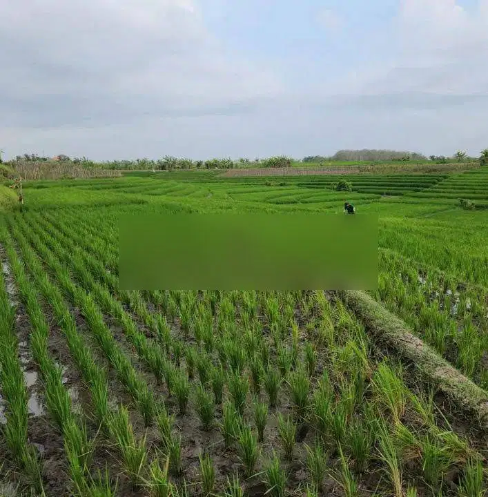 Tanah view terasering sawah di jalan pantai pasut, akses jalan 4 meter