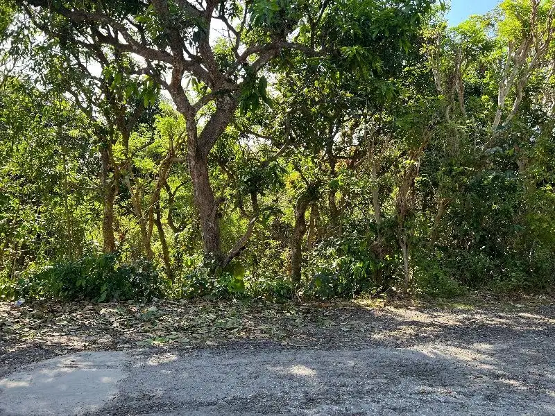 Tanah datar view hamparan sawah di Umalas Kerobokan