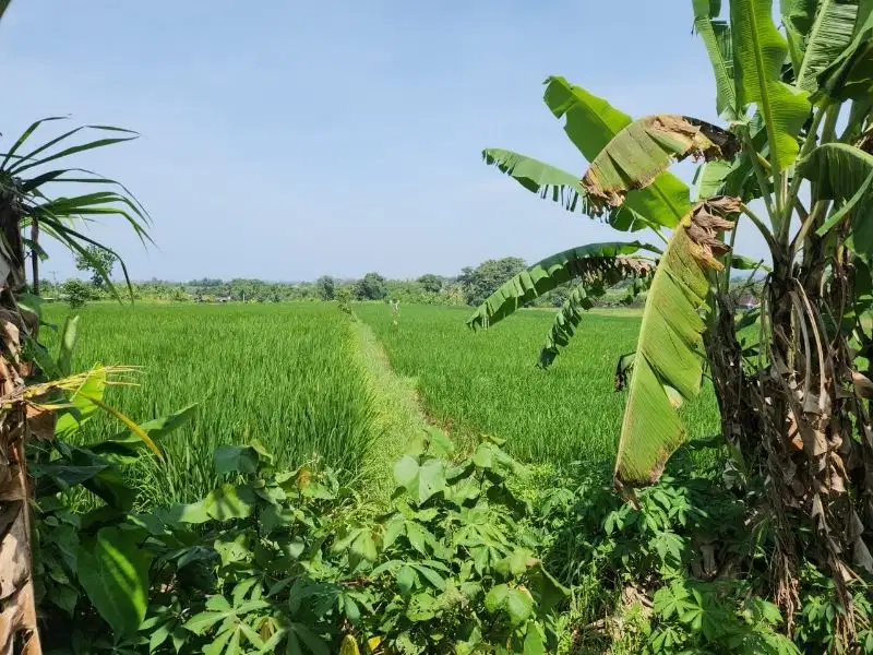 Tanah View Sawah di Pantai Kelating Tabanan, Cocok Investasi