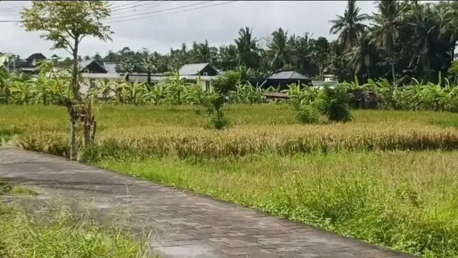 Tanah View Sawah di Sentral Ubud 300m2 SHM