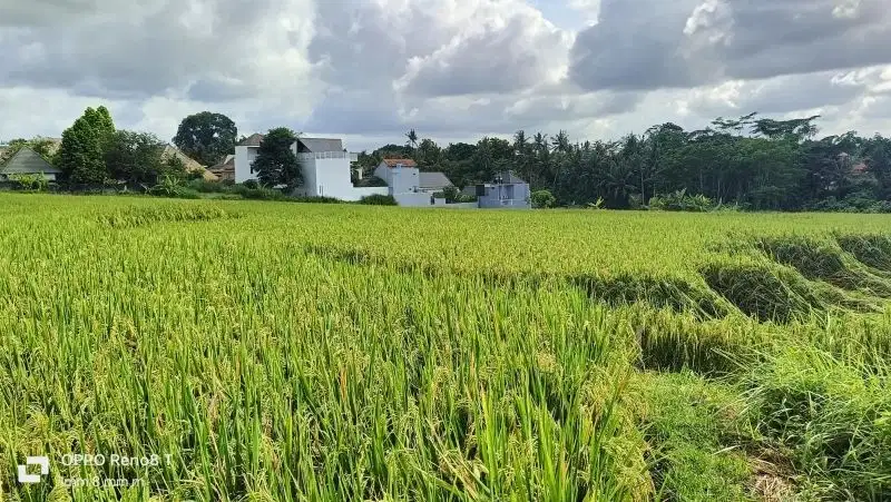 Tanah Full View Sawah di Ubud, Cocok untuk Villa atau Investasi